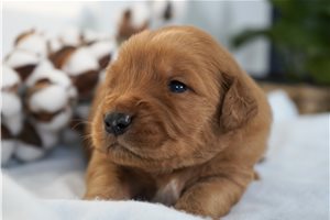 Bean - Golden Retriever for sale