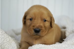 Russell - Golden Retriever for sale