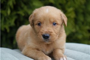 Raleigh - Golden Retriever for sale
