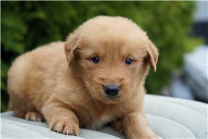 Russell - puppy for sale