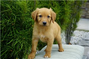 Kayden - Golden Retriever for sale