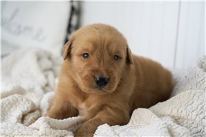 Odin - Golden Retriever for sale