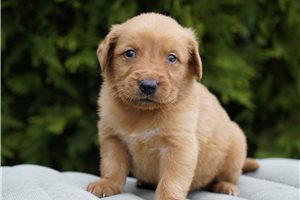 Kayden - Golden Retriever for sale