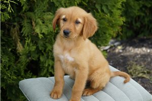 Kayden - Golden Retriever for sale