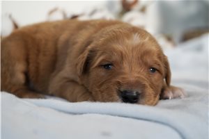 Raleigh - puppy for sale