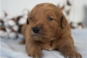 Odin - puppy for sale