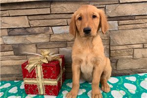 Therma - Golden Retriever for sale