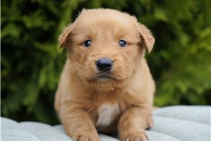 Odin - Golden Retriever for sale