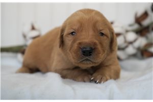 Russell - puppy for sale
