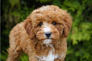 Dash - Goldendoodle for sale