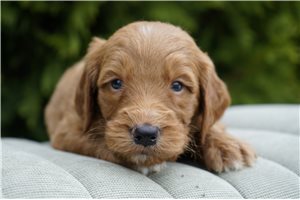 Derek - Goldendoodle for sale
