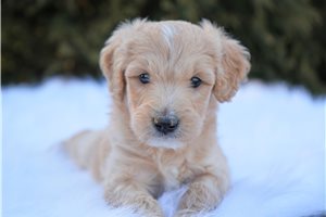 Asher - Goldendoodle for sale