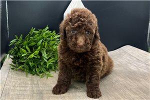 Hershey - Goldendoodle, Mini for sale
