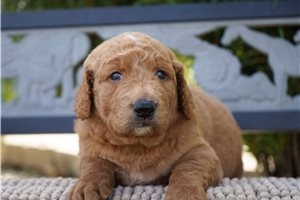 Eddie - puppy for sale