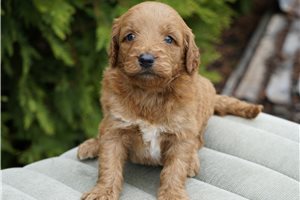 Delaney - Goldendoodle for sale