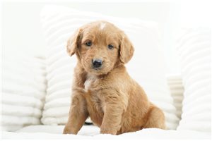 Winter - puppy for sale