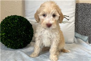 Jade - puppy for sale