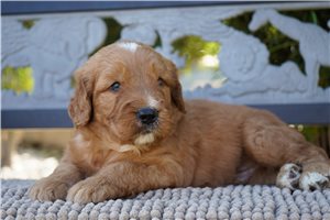 Elwood - puppy for sale