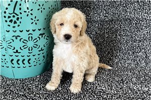 Josephine - puppy for sale