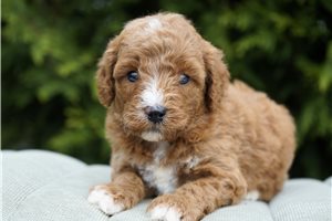 Dash - Goldendoodle for sale