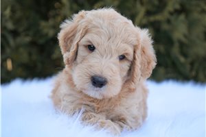 Avery - puppy for sale