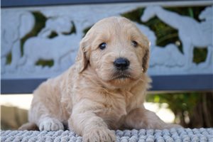 Gwen - puppy for sale