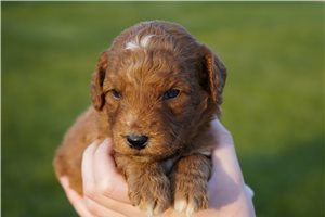 Dynamo - puppy for sale