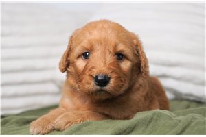 Thea - puppy for sale
