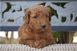 Everly - Goldendoodle for sale
