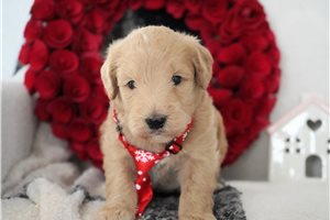Amir - Goldendoodle for sale