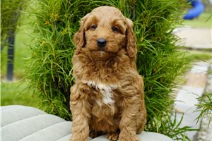 Delaney - Goldendoodle for sale