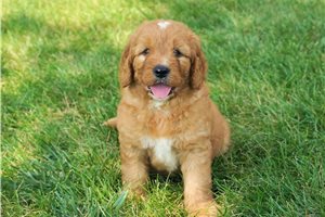 Elwood - Goldendoodle for sale