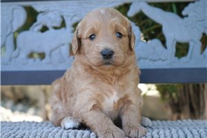 Greta - puppy for sale