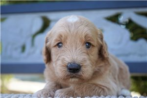Goliath - puppy for sale