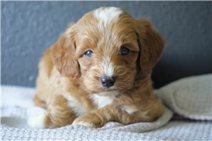 Donovan - Goldendoodle for sale