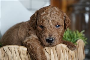 Daffy - puppy for sale