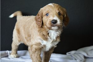 Douglas - Goldendoodle for sale