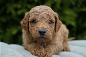Daffy - Goldendoodle for sale