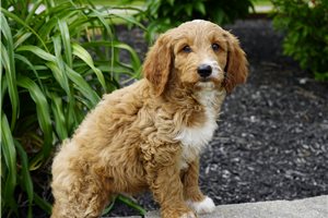 Douglas - Goldendoodle for sale