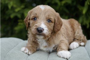Douglas - Goldendoodle for sale