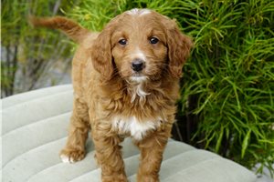 Diana - Goldendoodle for sale