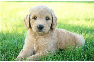 Gianna - Goldendoodle for sale