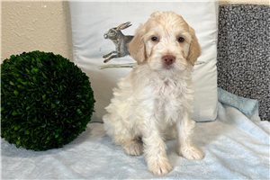 Jacob - Goldendoodle for sale