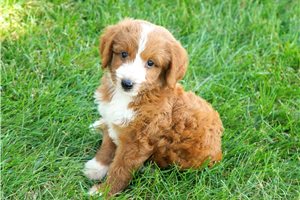 Elara - Goldendoodle for sale