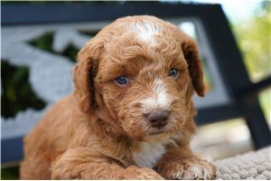 Elliot - puppy for sale