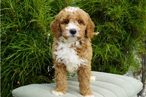 Dillon - Goldendoodle for sale