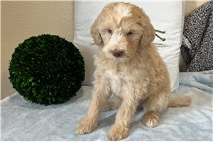 Jayden - puppy for sale