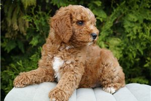 Dynamo - Goldendoodle for sale