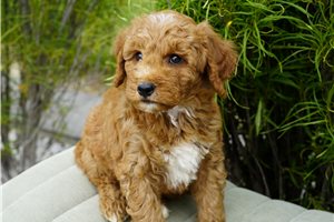 Dynamo - Goldendoodle for sale