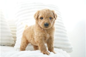 Willow - puppy for sale